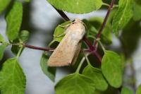 Mythimna vitellina