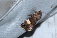Tyta luctuosa