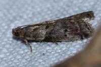Acrobasis consociella