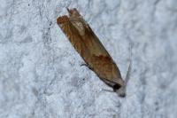 Eucosma conterminana