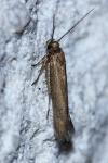 Scythris