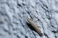 Coleophora