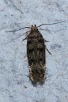 Bryotropha