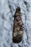 Endothenia gentianaeana/marginana/oblongana