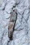Cedestis subfasciella