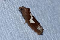 Epiblema foenella