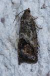 Cydia splendana