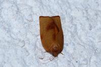 Cacoecimorpha pronubana