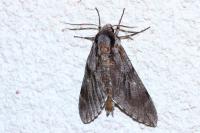 Hyloicus maurorum/pinastri