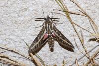 Hyles livornica