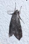 Agrius convolvuli