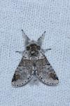 Furcula furcula