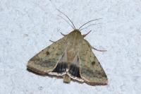Helicoverpa armigera