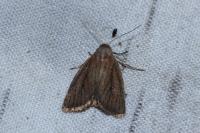 Coenobia rufa
