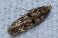 Bryotropha domestica