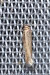Scythris