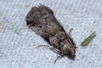 Acrobasis fallouella/glaucella