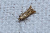 Tischeria