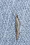 Coleophora