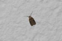 Agonopterix