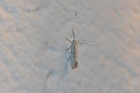 Yponomeuta
