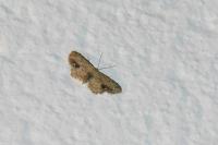 Idaea dimidiata