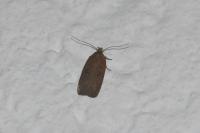 Agonopterix