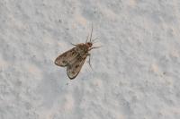 Eudonia