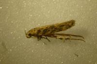 Scrobipalpa ocellatella