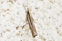 Ancylolomia tentaculella