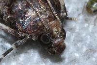 Acrobasis fallouella/glaucella