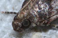Acrobasis fallouella/glaucella