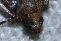 Acrobasis fallouella/glaucella