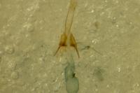Scrobipalpa ocellatella