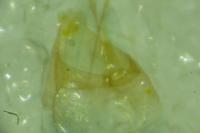 Phyllonorycter blancardella