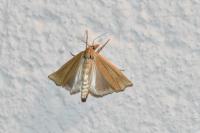 Ancylolomia tentaculella