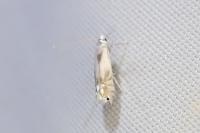 Phyllocnistis unipunctella