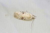 Agonopterix alstroemeriana