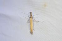 Pleurota aristella
