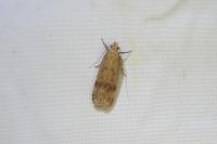 Pexicopia malvella