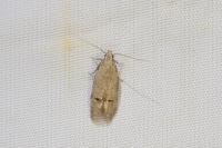 Teleiodes vulgella