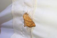 Apoda limacodes