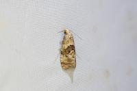 Phalonidia manniana