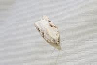 Acleris kochiella