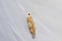 Eucosma conterminana
