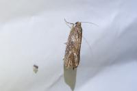 Endothenia quadrimaculana