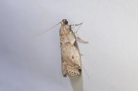 Acrobasis fallouella