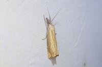 Chrysoteuchia culmella