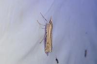 Ancylolomia tentaculella