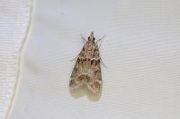 Eudonia mercurella